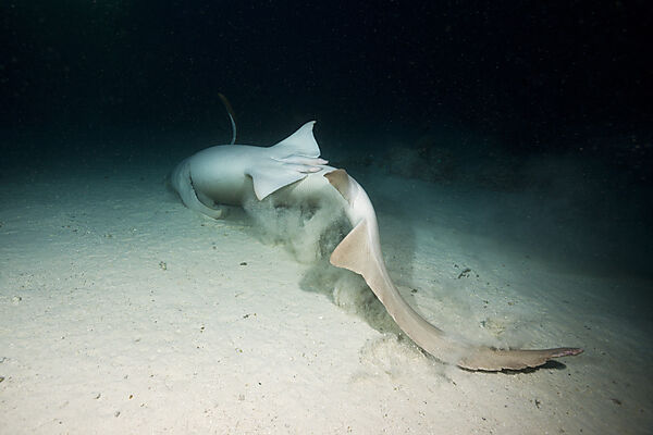 Ammenhai in der Nacht, Nebrius ferrugineus, Felidhu Atoll, Malediven