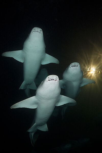 Gruppe Ammenhaie in der Nacht, Nebrius ferrugineus, Felidhu Atoll, Malediven
