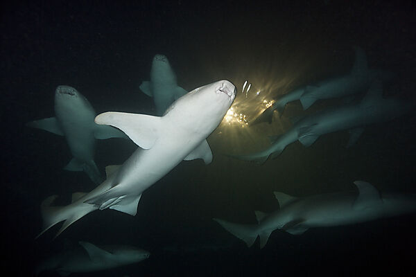 Gruppe Ammenhaie in der Nacht, Nebrius ferrugineus, Felidhu Atoll, Malediven