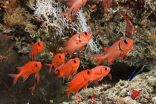 Weisssaum-Soldatenfische, Myripristis murdjan, Felidhu Atoll, Malediven