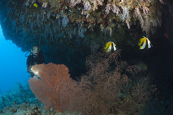 Scuba Diver exploring Overhang, Felidhu Atoll, Maldives
