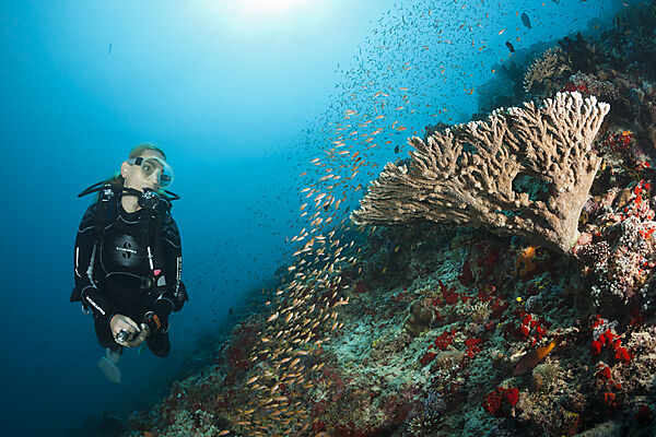 Scuba Diver on Coral Reef, Felidhu Atoll, Maldives