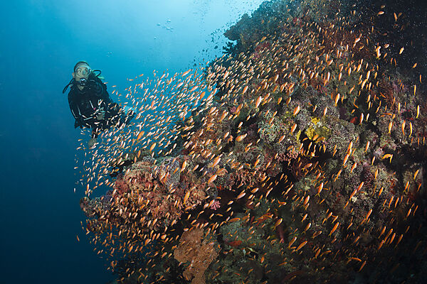 Scuba Diver on Coral Reef, Felidhu Atoll, Maldives