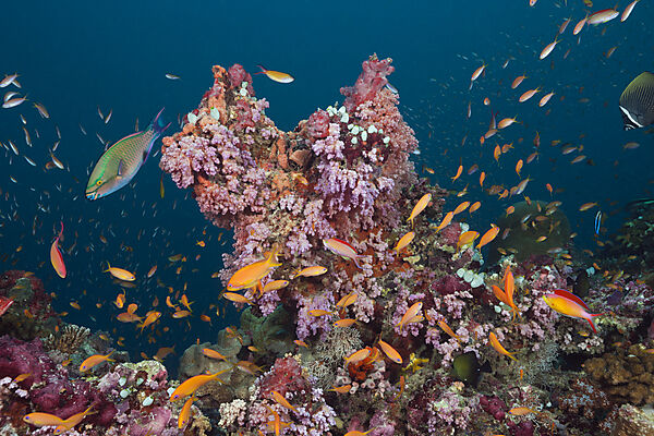Colored Coral Reef, South Male Atoll, Maldives