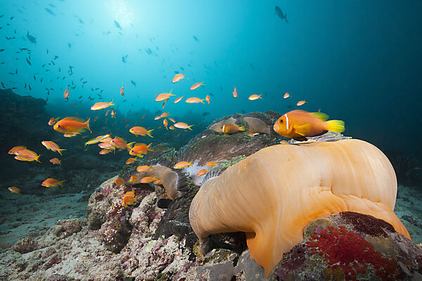 Maldive Anemonefish, Amphiprion nigripes, South Male Atoll, Maldives