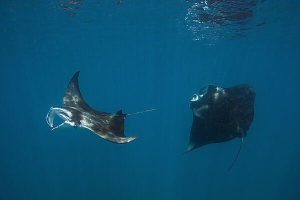 Reef Manta, Manta alfredi, North Male Atoll, Maldives