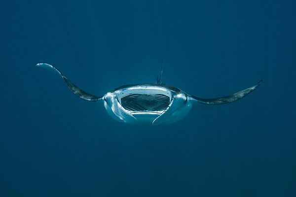 Reef Manta, Manta alfredi, North Male Atoll, Maldives