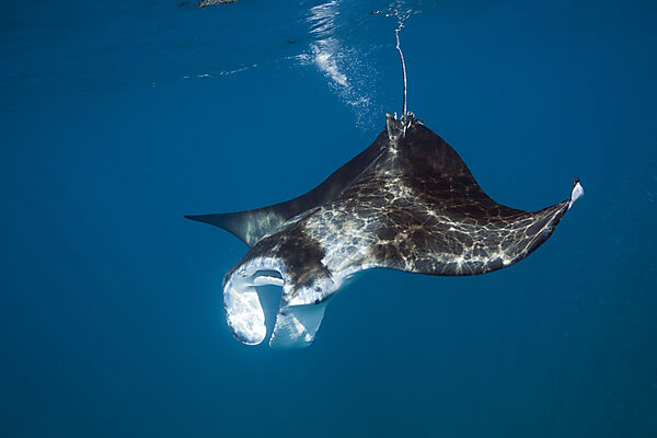 Reef Manta, Manta alfredi, North Male Atoll, Maldives