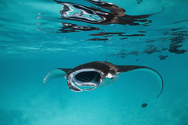 Reef Manta, Manta alfredi, South Male Atoll, Maldives