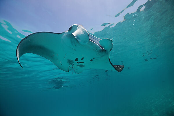 Reef Manta, Manta alfredi, South Male Atoll, Maldives