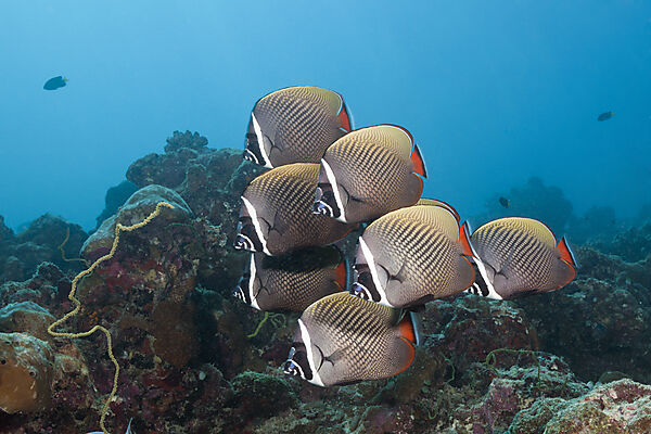 Schwarm Halsband-Falterfische, Chaetodon collare, Sued Male Atoll, Malediven