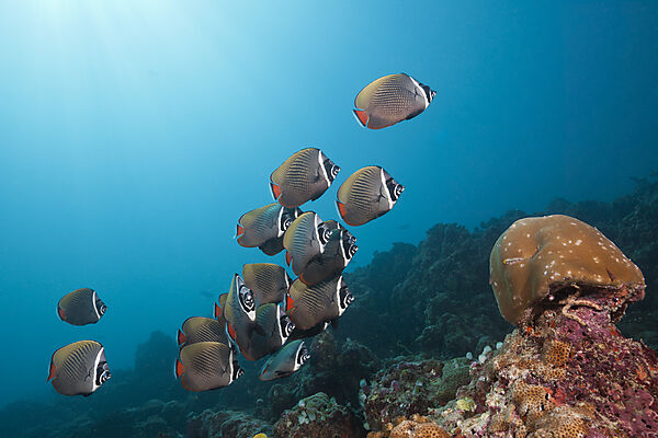 Schwarm Halsband-Falterfische, Chaetodon collare, Sued Male Atoll, Malediven