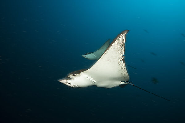 Adlerrochen, Aetobatus narinari, Sued Male Atoll, Malediven