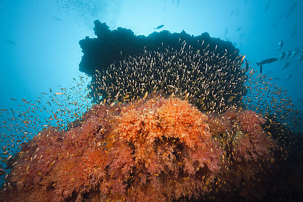 Buntes Korallenriff, Sued Male Atoll, Malediven