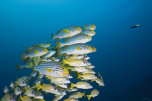 Schwarm Orientalische Suesslippen, Plectorhinchus vittatus, Nord Male Atoll, Malediven