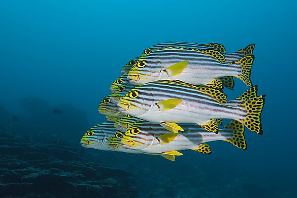 Schwarm Orientalische Suesslippen, Plectorhinchus vittatus, Nord Male Atoll, Malediven