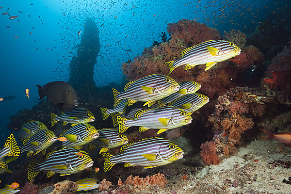 Schwarm Orientalische Suesslippen, Plectorhinchus vittatus, Sued Male Atoll, Malediven