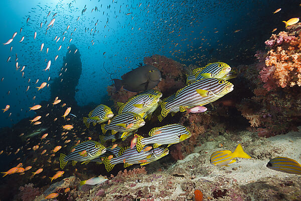 Schwarm Orientalische Suesslippen, Plectorhinchus vittatus, Sued Male Atoll, Malediven