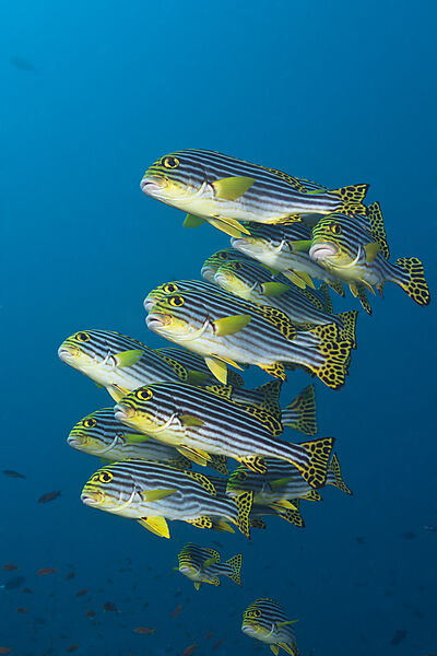 Schwarm Orientalische Suesslippen, Plectorhinchus vittatus, Sued Male Atoll, Malediven