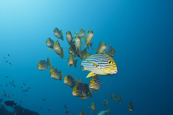 Schwarm Orientalische Suesslippen, Plectorhinchus vittatus, Sued Male Atoll, Malediven