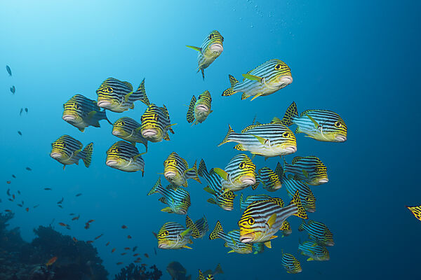 Schwarm Orientalische Suesslippen, Plectorhinchus vittatus, Sued Male Atoll, Malediven