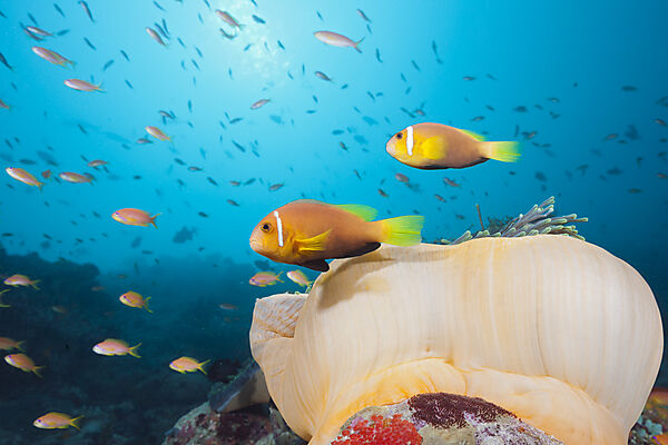 Malediven-Anemonenfisch, Amphiprion nigripes, Sued Male Atoll, Malediven