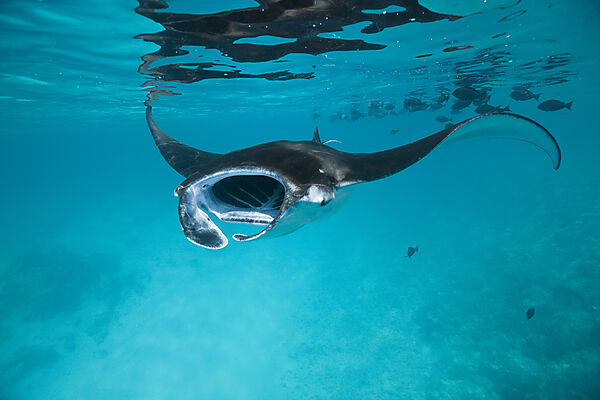 Riffmanta, Manta alfredi, Felidhu Atoll, Malediven