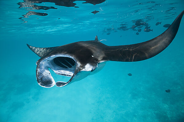 Riffmanta, Manta alfredi, Felidhu Atoll, Malediven
