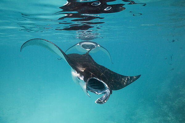 Riffmanta, Manta alfredi, Felidhu Atoll, Malediven