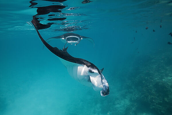 Riffmanta, Manta alfredi, Felidhu Atoll, Malediven