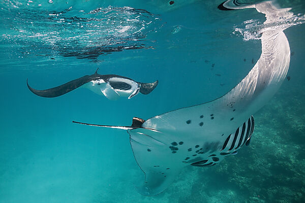 Riffmanta, Manta alfredi, Felidhu Atoll, Malediven