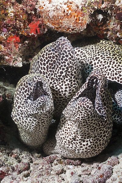 Drei Grosse Netzmuraenen, Gymnothorax favagineus, Nord Male Atoll, Malediven