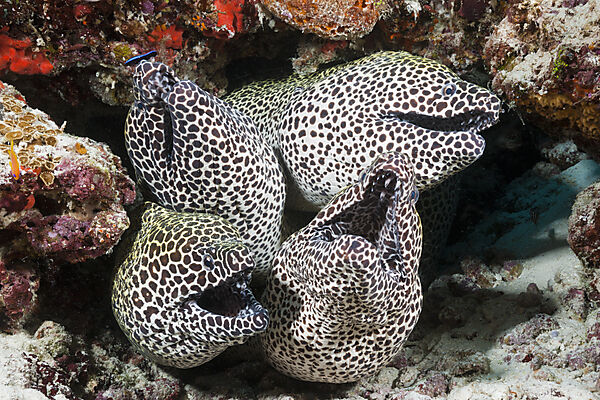 Vier Grosse Netzmuraenen, Gymnothorax favagineus, Nord Male Atoll, Malediven