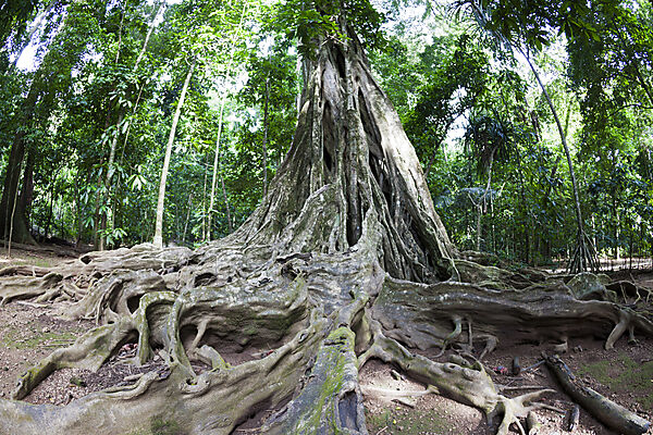 Brettwurzeln einer Wuergefeige, Ficus sp., Weihnachstinsel, Australien