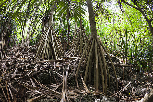 Weihnachtsinsel-Schraubenpalmen, Pandanus christmatensis, Weihnachstinsel, Australien