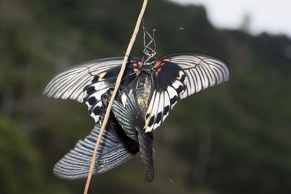 Great Mormon Butterflies mating, Papilio memnon javanus, Christmas Island, Australia