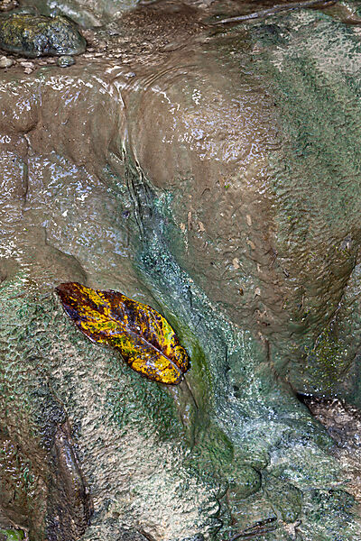 Blatt am Hughs Dale Wasserfall, Weihnachstinsel, Australien