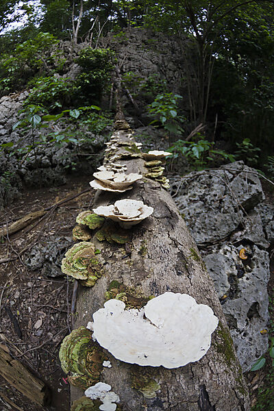 Pilze im Nationalpark, Fungi, Weihnachstinsel, Australien