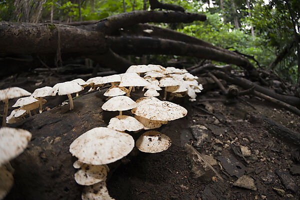 Pilze im Nationalpark, Fungi, Weihnachstinsel, Australien