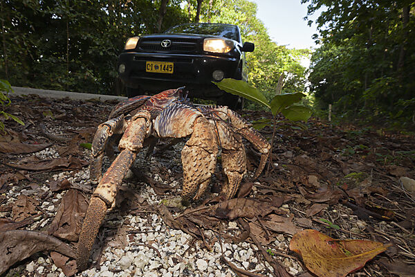 Robber Crab crosses Road, Birgus latro, Christmas Island, Australia