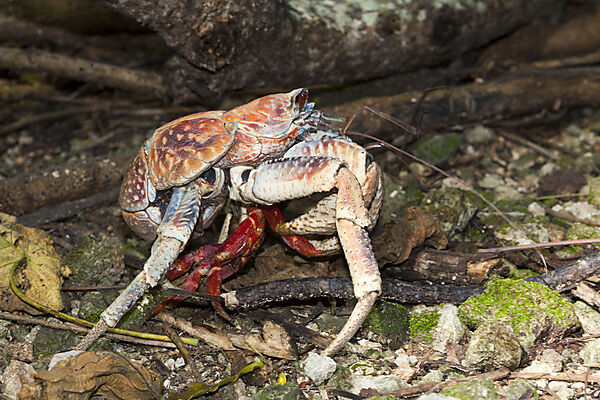 Robber Crab feeding on Christmas Island Red Crab, Birgus latro, Christmas Island, Australia