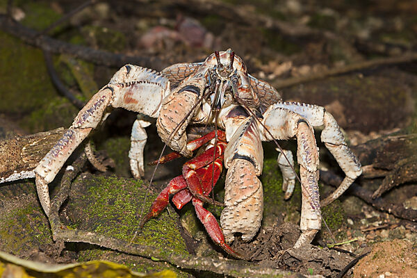 Robber Crab feeding on Christmas Island Red Crab, Birgus latro, Christmas Island, Australia