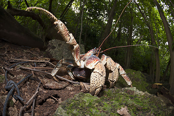 Palmendieb, Birgus latro, Weihnachstinsel, Australien