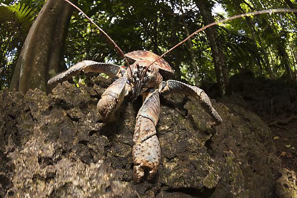 Palmendieb, Birgus latro, Weihnachstinsel, Australien