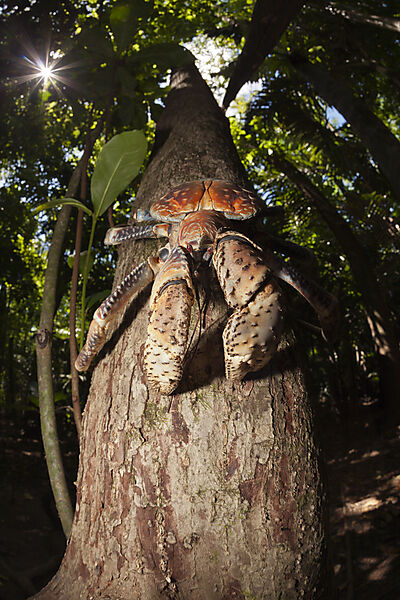 Palmendieb, Birgus latro, Weihnachstinsel, Australien