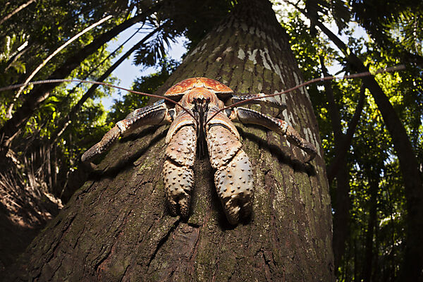 Palmendieb, Birgus latro, Weihnachstinsel, Australien