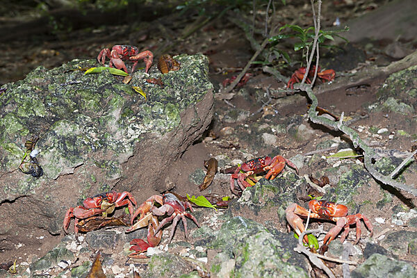 Weihnachtsinsel-Krabben, Gecarcoidea natalis, Weihnachstinsel, Australien
