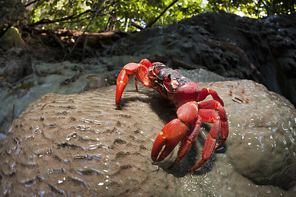 Christmas Island Red Crab at Hughes Dale Waterfall, Gecarcoidea natalis, Christmas Island, Australia