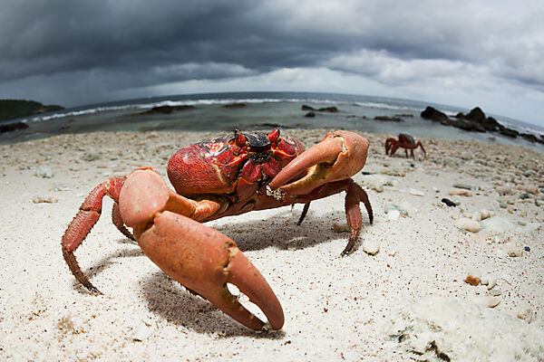 Christmas Island Red Crab at Ethel Beach, Gecarcoidea natalis, Christmas Island, Australia