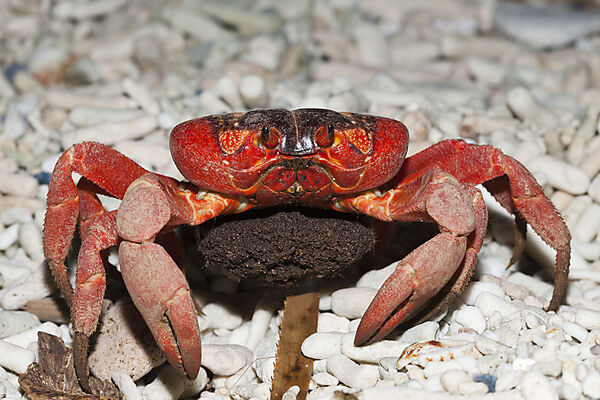 Christmas Island Red Crab with Eggs, Gecarcoidea natalis, Christmas Island, Australia